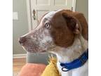 Adopt Dexter a Pit Bull Terrier, Pointer