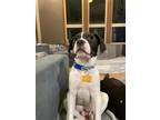 Adopt Baxter a Boxer, American Staffordshire Terrier
