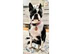 Adopt Daisy June a Boston Terrier