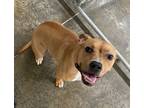 Adopt Bonnie a American Staffordshire Terrier
