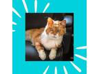 Adopt Prince Henry A Domestic Short Hair