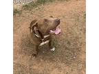 Yogi American Pit Bull Terrier Young Male