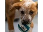 Adopt Penny a Cattle Dog