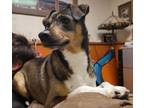 Adopt Everest a Terrier, Beagle