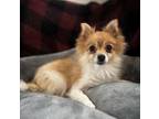Adopt Frannie a Pomeranian