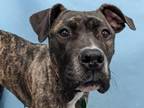 Adopt Tonka a American Staffordshire Terrier, Boxer