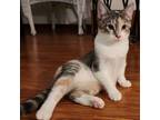 Adopt Miss Sweet a Dilute Calico