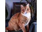 Adopt Scout A Tabby, Tiger