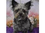 Adopt SCRAPPY a Cairn Terrier