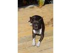 Adopt Valor a American Staffordshire Terrier