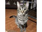 Adopt Russell a Domestic Short Hair