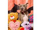 Adopt Will a Pit Bull Terrier