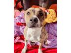 Adopt Mona a Pit Bull Terrier