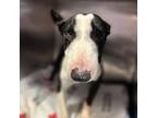 Adopt 51964012 a Bull Terrier, Mixed Breed