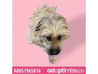 Adopt 51965816 a Terrier, Mixed Breed