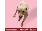 Adopt 51965690 a Labrador Retriever, Mixed Breed