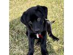 Adopt Grasshopper A Black Labrador Retriever