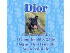 Adopt Dior a Black Labrador Retriever, Terrier