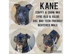 Adopt Kane a American Staffordshire Terrier, Chow Chow