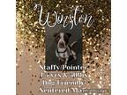 Adopt Winston a American Staffordshire Terrier, German Shorthaired Pointer