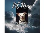 Adopt Lil' Man a American Staffordshire Terrier, Cattle Dog