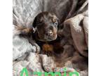Doberman Pinscher Puppy for sale in Coldwater, MI, USA