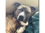 Adopt Dodge A Mixed Breed
