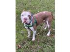 Adopt Bruce a Pit Bull Terrier