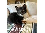Adopt Winston a American Shorthair