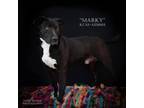 Adopt A1158414 a Black Labrador Retriever