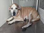 Adopt A1175160 a Pit Bull Terrier