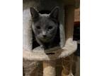 Adopt Willy a Russian Blue