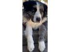 Adopt Champ a Border Collie, Bernese Mountain Dog