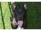 Adopt MACI a Black - with White American Pit Bull Terrier / Mixed dog in Panama