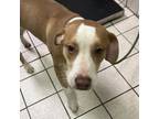 Adopt Bugs a Tan/Yellow/Fawn Mixed Breed (Medium) / Mixed dog in Charleston