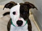 Adopt IZUMI a Pit Bull Terrier / Mixed dog in Denver, CO (37191741)