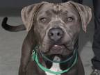 Adopt NINA a Gray/Blue/Silver/Salt & Pepper Pit Bull Terrier / Mixed dog in