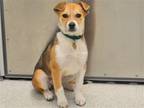 Adopt MIKASA a Tan/Yellow/Fawn Border Collie / Mixed dog in Denver