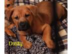 Adopt Dusty a Tan/Yellow/Fawn - with Black German Shepherd Dog / Boxer / Mixed