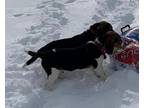 Adopt Axel and Oakley a Tricolor (Tan/Brown & Black & White) Beagle / Beagle /