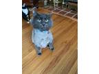 Adopt Shadow a Gray or Blue (Mostly) Norwegian Forest Cat / Mixed (medium coat)