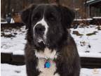 Adopt Matrix(Banner) a Brindle - with White Great Pyrenees / St.