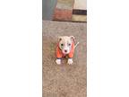 Adopt Bentley a Tan/Yellow/Fawn - with White Pit Bull Terrier / Mixed dog in