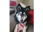 Adopt Zeke a Black - with White Husky / Mixed dog in Commerce City