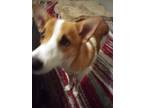 Adopt Wiley a White - with Brown or Chocolate Sheltie, Shetland Sheepdog /