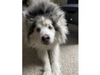 Adopt Odin a White - with Black Alaskan Malamute dog in Brighton, CO (37191788)