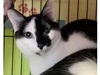 Adopt Butler a Black & White or Tuxedo Domestic Shorthair (short coat) cat in