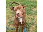 Adopt Huey a Brown/Chocolate Labrador Retriever / Mastiff / Mixed dog in Irving