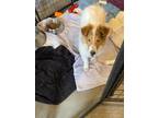 Adopt Dandelion a White - with Red, Golden, Orange or Chestnut Collie / Mixed