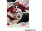 Adopt Iris a White - with Black Boston Terrier / Mixed dog in Harrisburg